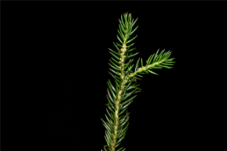 1705573097606929.jpg 草木1-19.jpg