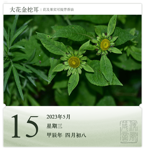 箴历日历5-15.png